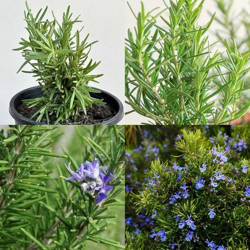Rosemary Plant - Hair Growth & Medicinal Uses -3