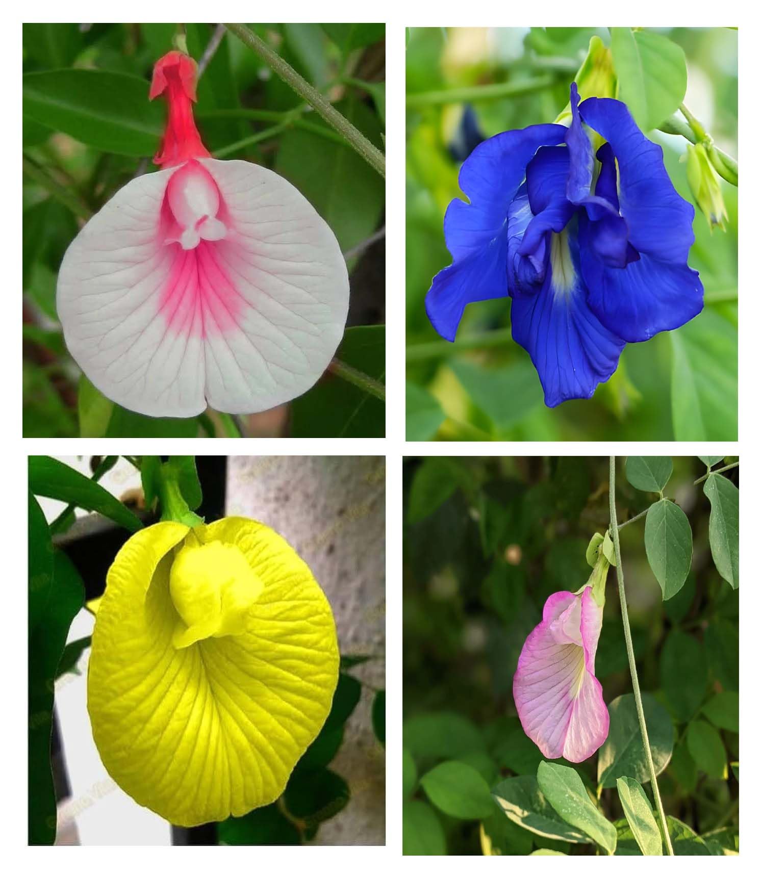 Aparajita Seeds Mixed Color Pack Blue, Pink, White Double & Single Petals Aprajita Shankhpushpi Hybrid Butterfly Pea Seeds Medicinal Flower Plant Creeper Seeds For Home Gardening (Pack Of 30) (B0CTD2B24P) Amazon Price History, Amazon Price Tracker
