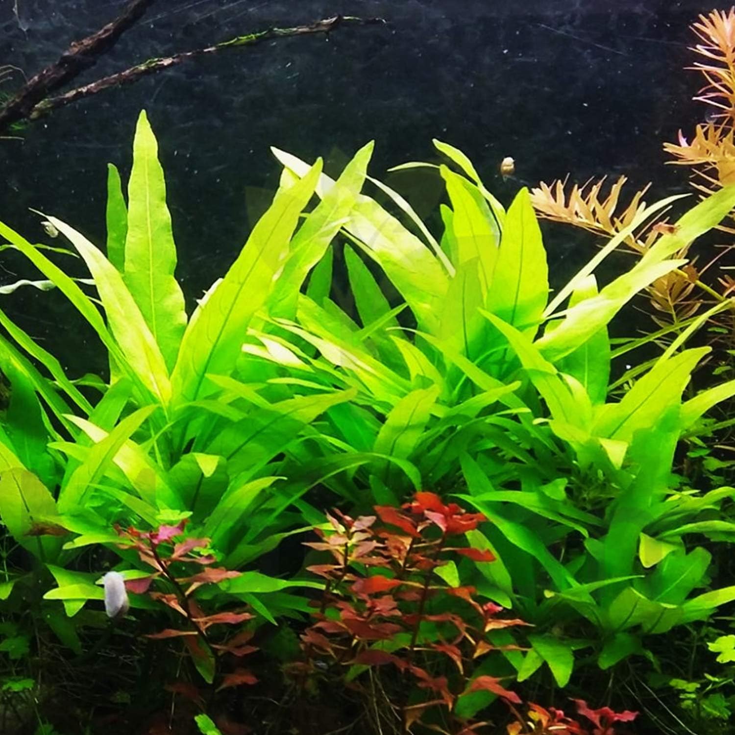 Hygrophila Salicifolia Bundle Freshwater Background Live Aquarium Plants Decoration