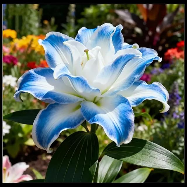 Perennial Giant Lily for Planting Now UK,Hardy - Easy Plant-Professional for Beautiful Garden Displays-2 Bulbs-D