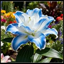 Perennial Giant Lily for Planting Now UK,Hardy - Easy Plant-Professional for Beautiful Garden Displays-2 Bulbs-D