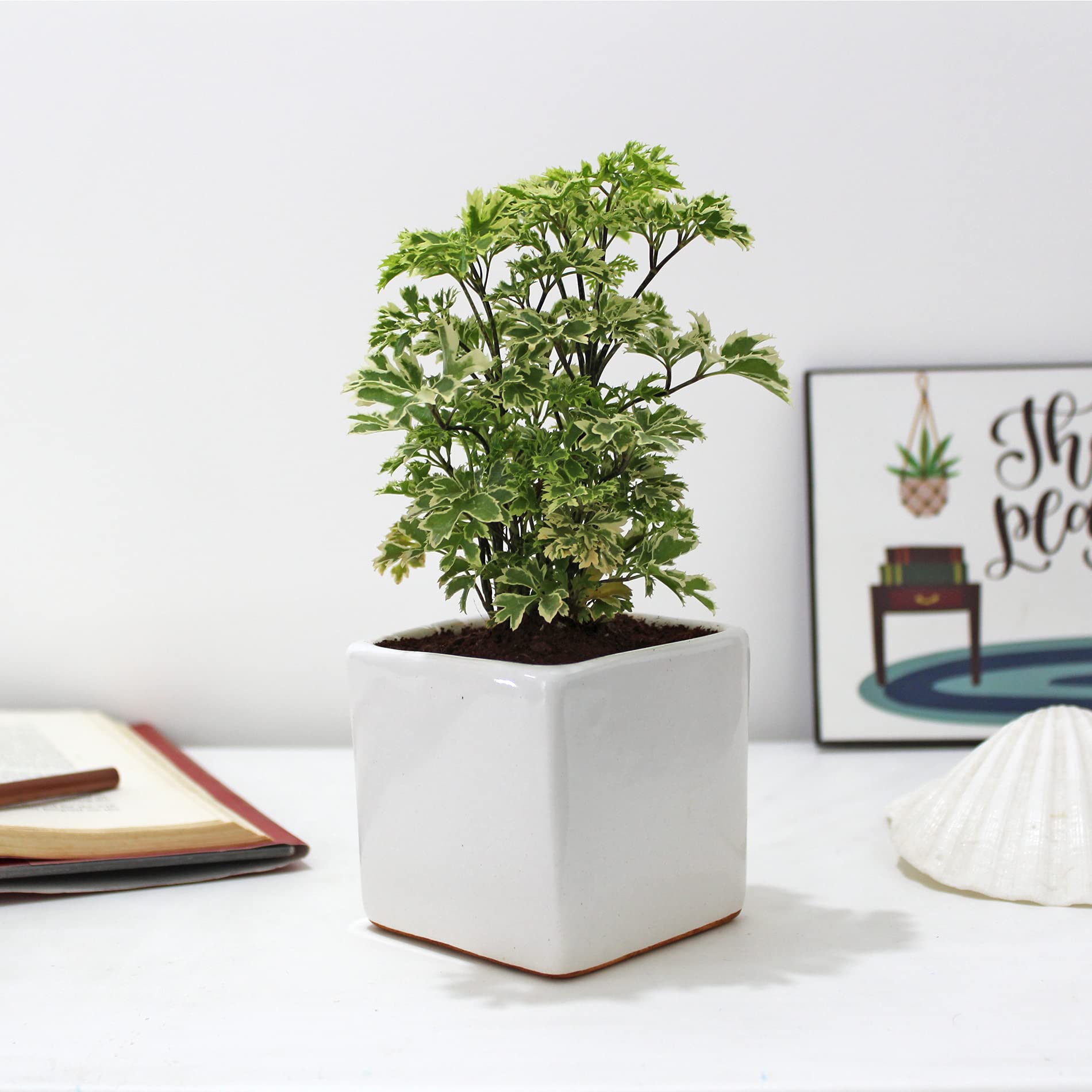 Rolling Nature Aralia Variegated Indoor Live Plant in White Square Glacier Ceramic pot (B09G1B771B) Amazon Price History, Amazon Price Tracker
