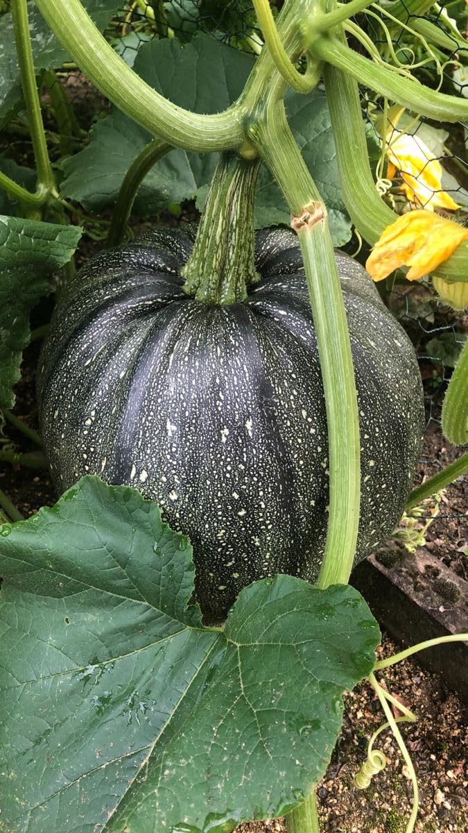 Organic Pumpkin Seeds 30 for Planting | Fresh Garden Harvest | Home Gardening Essentials-image-7