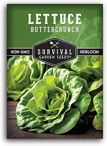 Miniatura 1 de 5 paquetes de semillas de lechuga Buttercrunch para plantar, paquete con instrucciones para cultivar lechuga estilo Bibb teñida con rosa en el