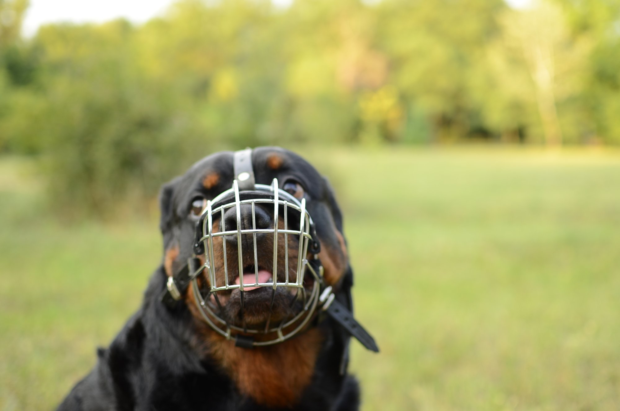 Amazon | 【大型犬 口輪】ロットワイラー 口輪 ワイヤタイプ