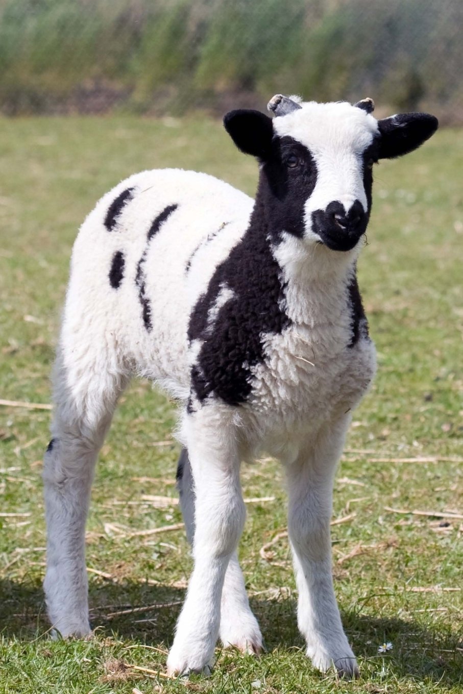 Jacob Sheep Journal: 150 page lined notebook/diary