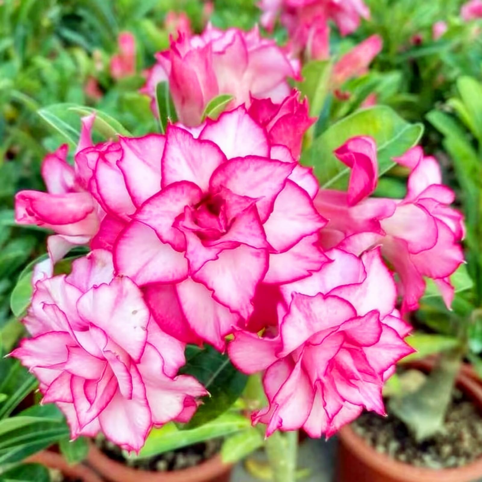 Desert Rose Live Plant/Adenium obesum Can be Planted All Year Round Potted-Plants-Rhizome,Excellent Display-1Plant-C