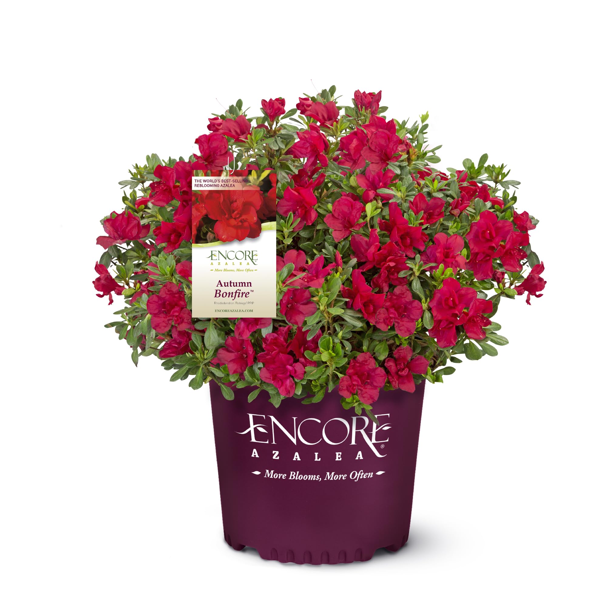 Encore Azalea Autumn Bonfire