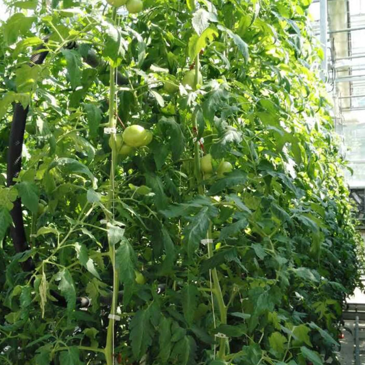 GANAZONO 2sets Ganci per Giardinaggio con per Supporto Piante Kit di Trellis per Pomodori e Cetrioli Ganci Metri di Corda per Massimizzare La Crescita Spazi Ridotti