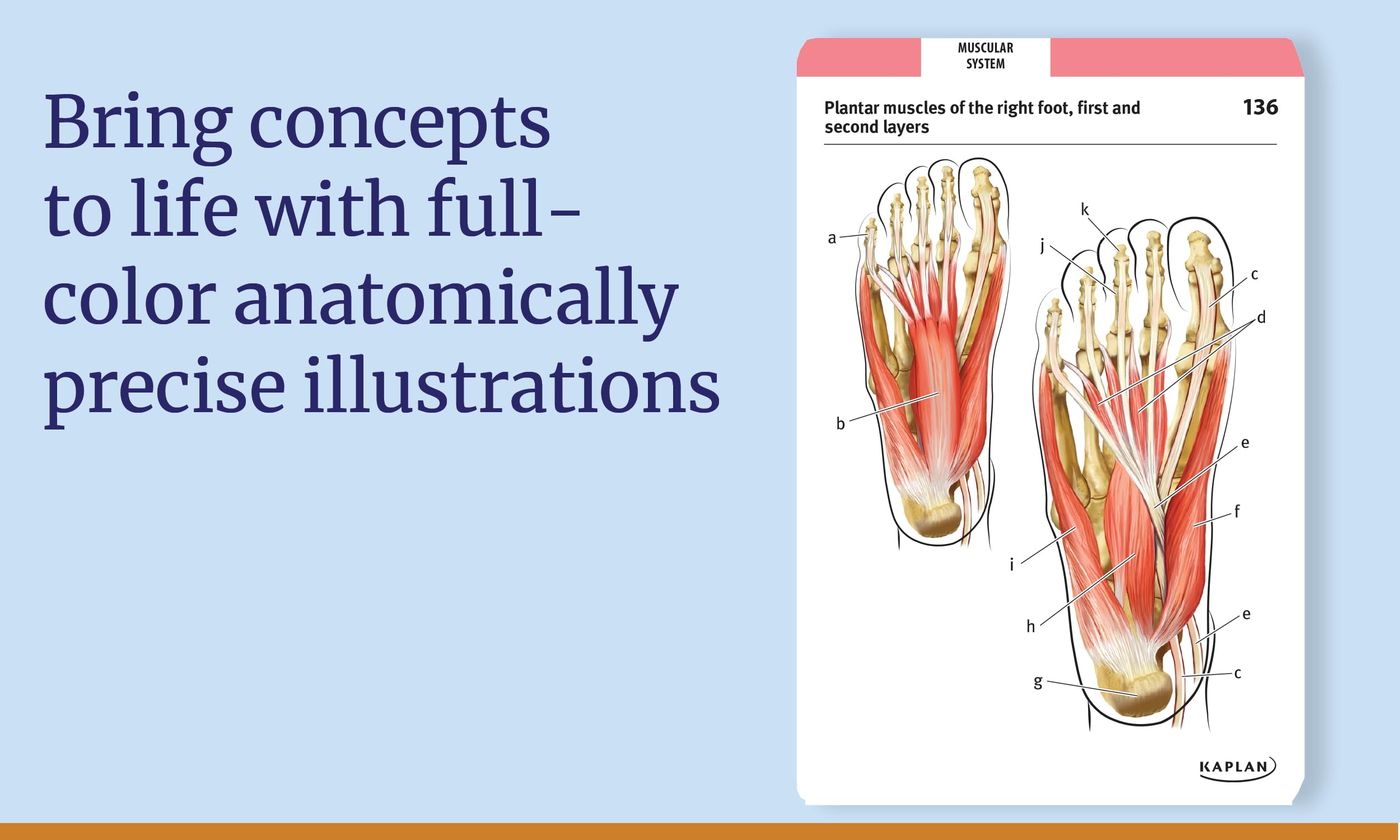 Anatomy Flashcards: 300 Flashcards with Anatomically Precise Drawings and Exhaustive Descriptions: 300 Clearly Labeled Full-Color Cards