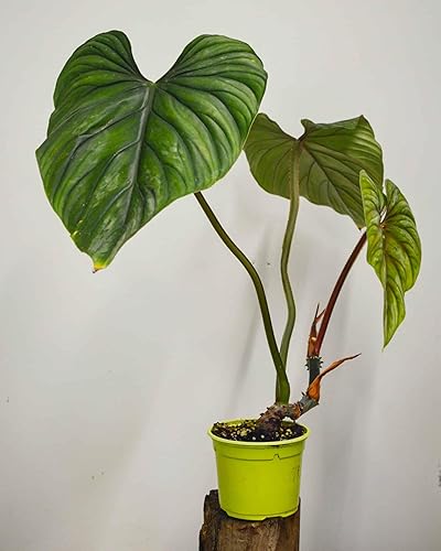 Miniatura 3 de Plowmanii Philodendron - Planta viva en una maceta de 2 pulgadas, planta de interior rara y elegante