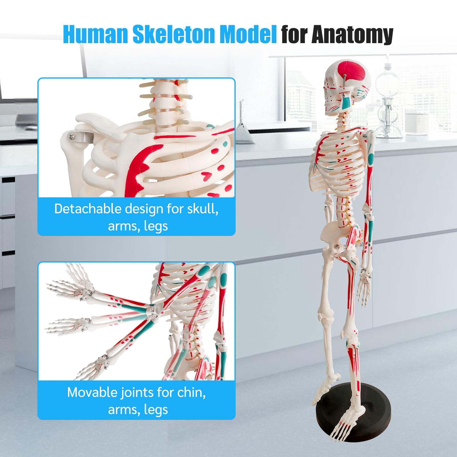 Mini Skelett 85cm mit Muskelfärbung, Kleines Skelett Anatomie Modell, Stehendes Menschliches Skelett-modell für Studenten bzw Medizin Studium (Skelett Farbig 85cm)
