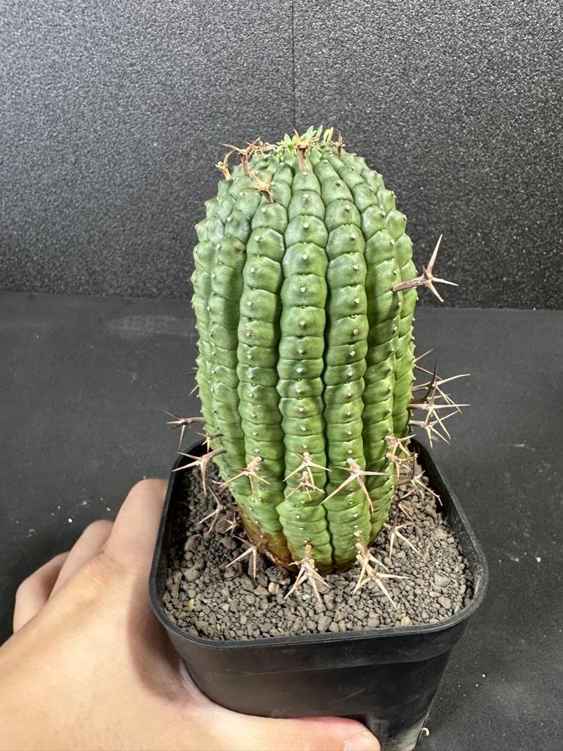 君子蘭 縞中斑入り 5号鉢つき 斑? 君子蘭 斑入り 6号鉢つき 極上❗