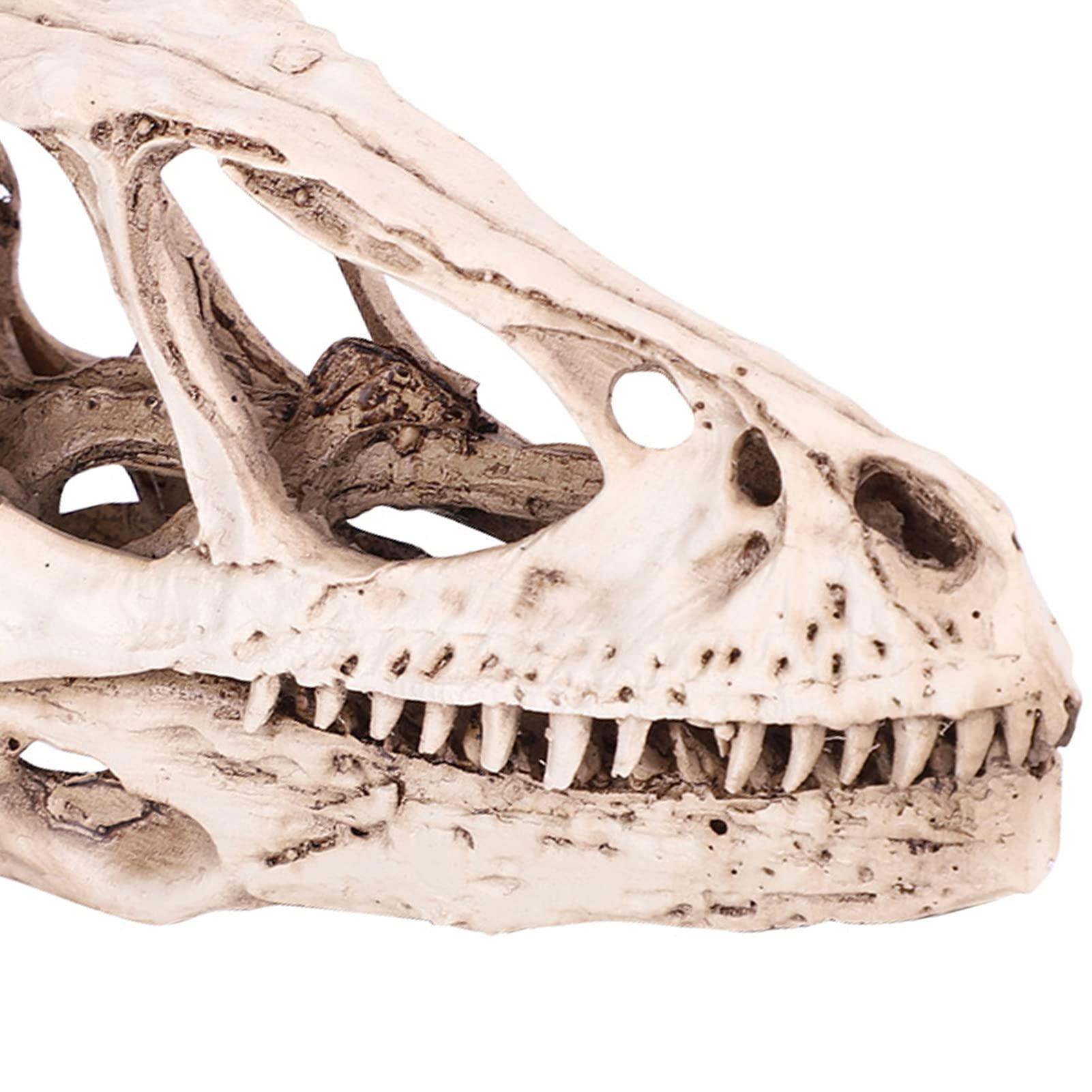 Srliya Grand Modèle de Crâne de Dinosaure 18 × 11 × 9, Modèle de Crâne de Dinosaure en Gomme, Simulation de Squelette d'animal, Décor Artisanal, Accessoire D'enseignement