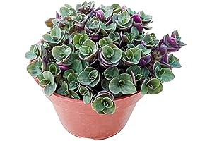 Live Succulent Turtle Vine: A Rare and Enchanting Companion
