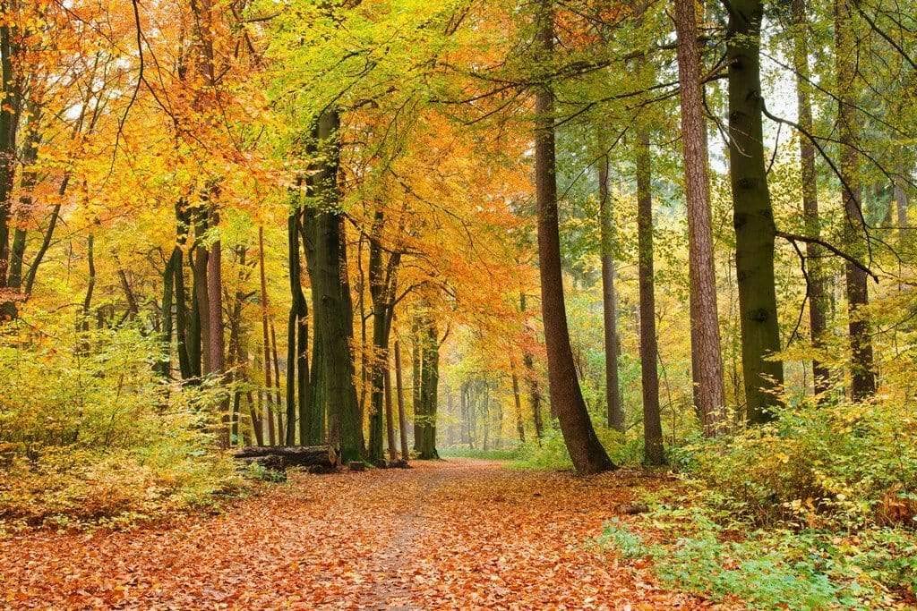 Papier peint intissé FORÊT D'AUTOMNE 375 cm x 250 cm | Tapisserie Murale XXL Poster Décoration - Salon Appartement - Photo d'art Tableaux Muraux | QUALITÉ SUPÉRIEURE - MADE IN EU - Y compris adhésif