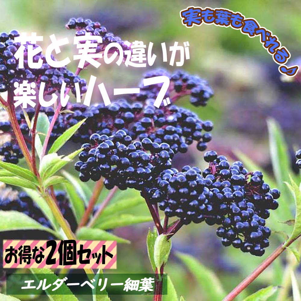 Amazon.co.jp: エルダーベリー細葉(エルダーフラワー) 実も食べ Amazon.co.jp: エルダーベリー細葉(エルダーフラワー) 実も食べ