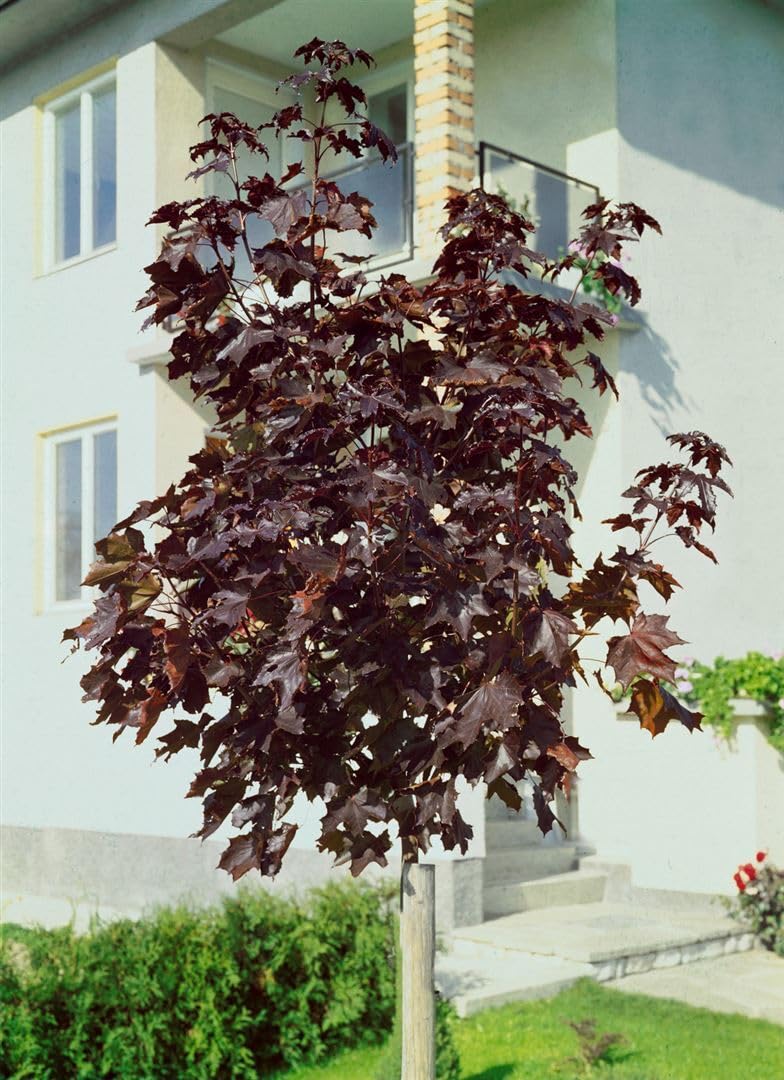 Spitzahorn Acer platanoides Crimson King Hausbaum winterhart