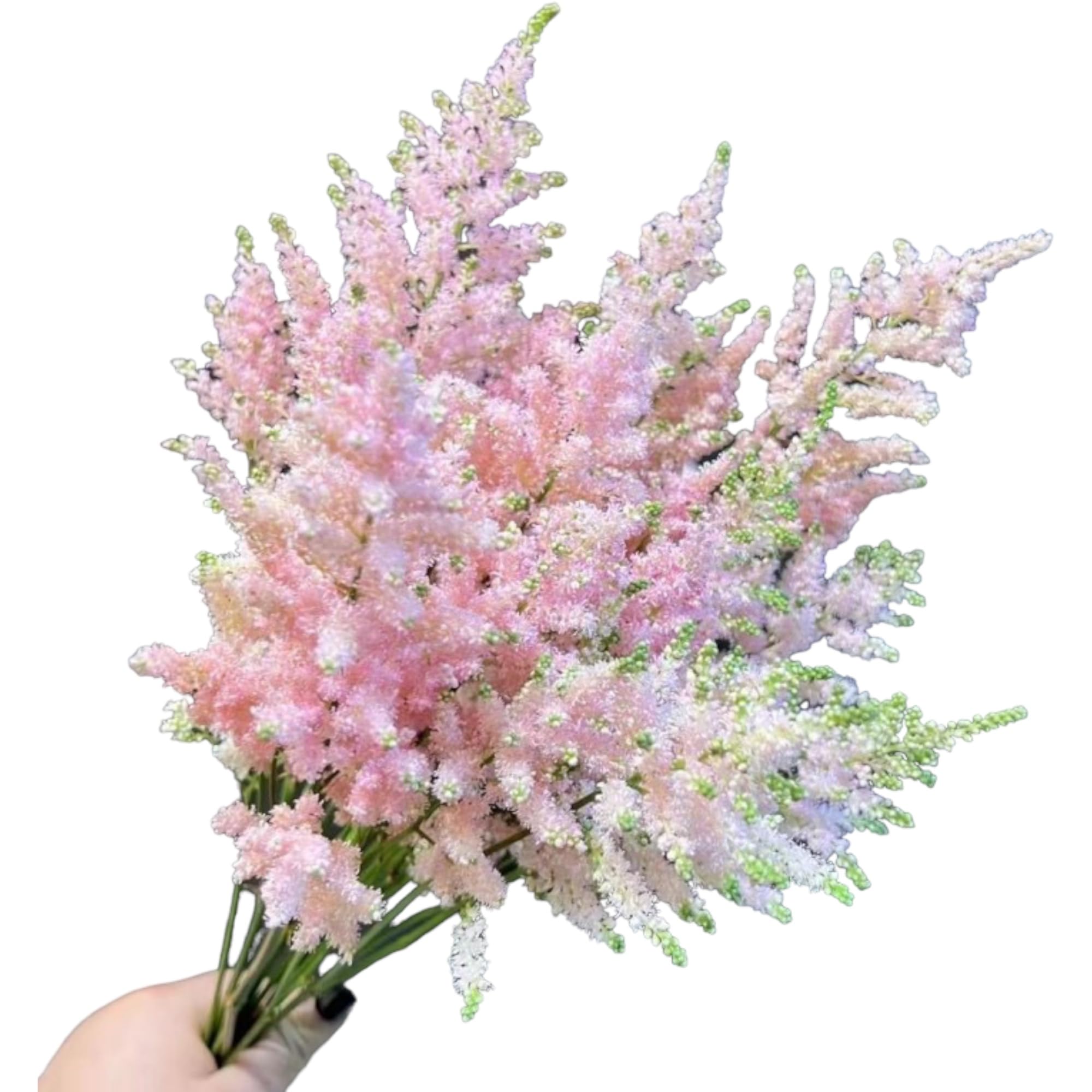 Amazon.com : Next-day delivery 20 Astilbe fresh Cut Flowers