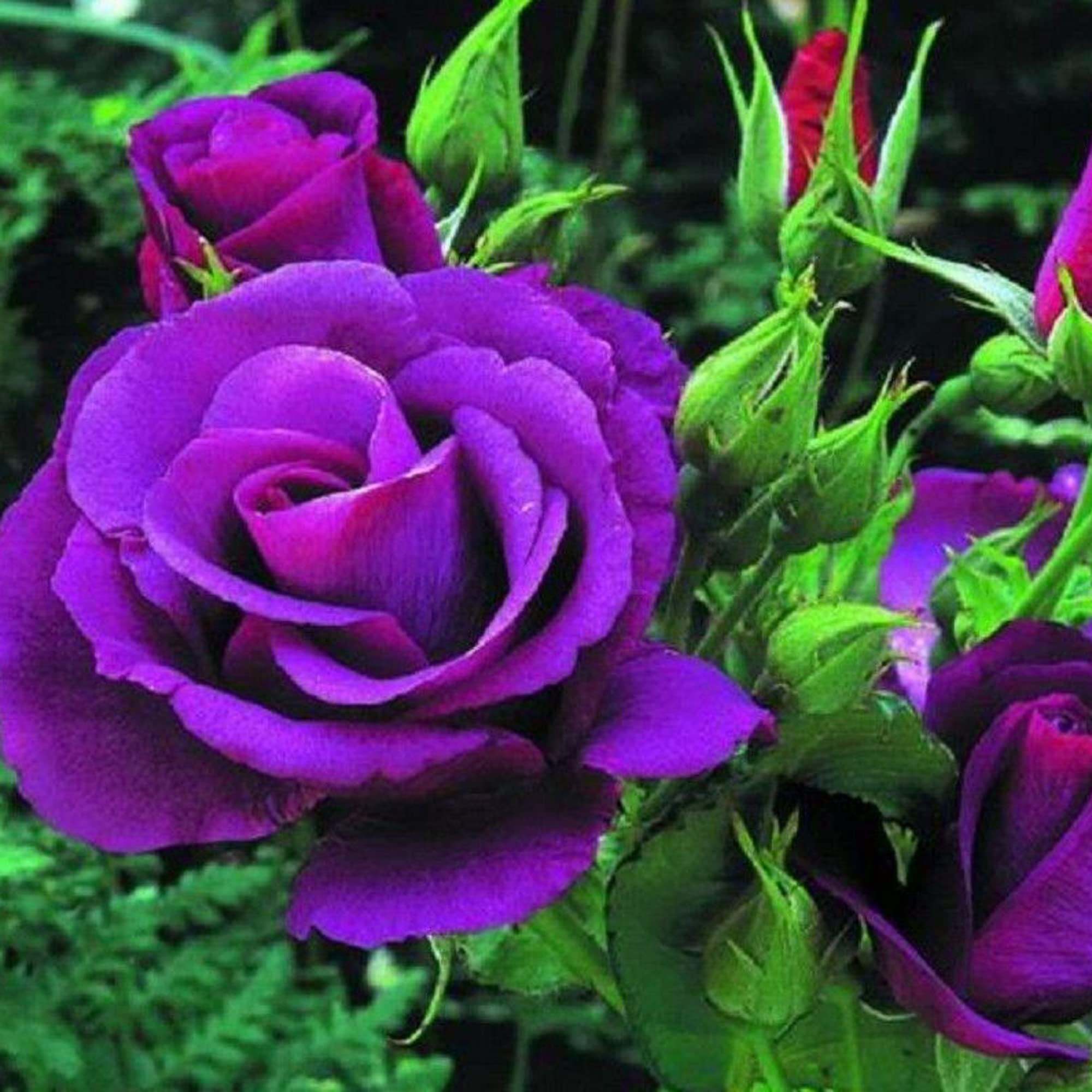 CHUXAY Garden Hybrid Tea Rose-Osiria Rose 20 Seeds Garden Dragon Roses Fresh Exotic Blood Red and White Rose Flower Seeds Striking Landscaping Plant