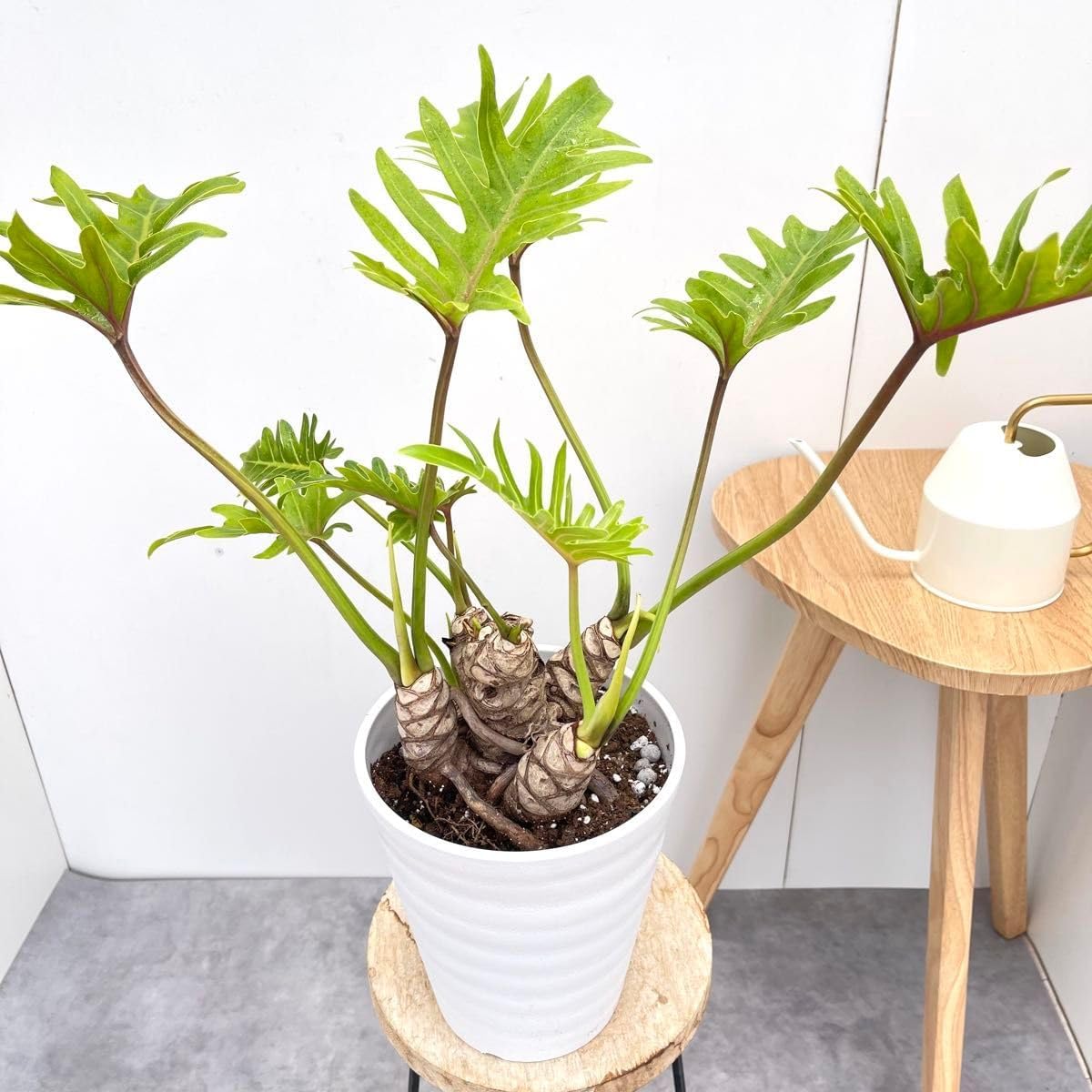 Carlton Ware カールトンウェア リンゴの花 マグカップ Carlton Ware