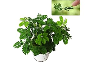 200 Sensitive Plant Seeds: The Perfect Indoor Companion