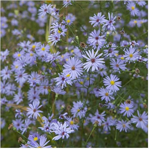 Miniatura 4 de Everwilde Farms - 500 semillas de flores silvestres nativas de Aster azul cielo - Paquete de semillas jumbo Gold Vault
