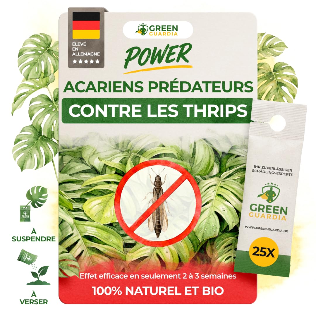 GREEN GUARDIA Power Raubmilben contre les Thrips – 25 Sachets d’Acarien Prédateur Biologique – Protection des Plantes d’Intérieur et Ornementales
