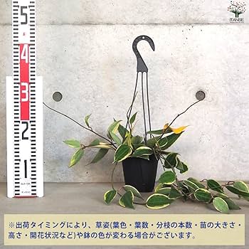 珍種　レア　ホヤ IM08 サクララン 珍種 レア ホヤ IM08 サクララン 珍種 レア ホヤ IM08 サクララン