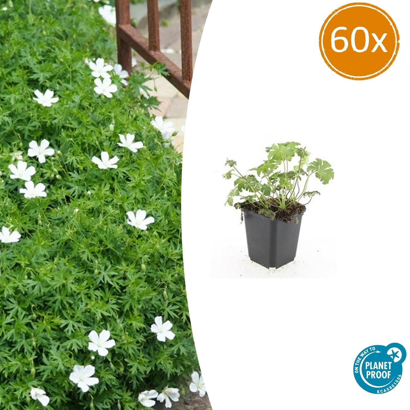 Piante Geranium con Fiori Bianchi, per Bordure e Giardini, Set da 60 Pezzi