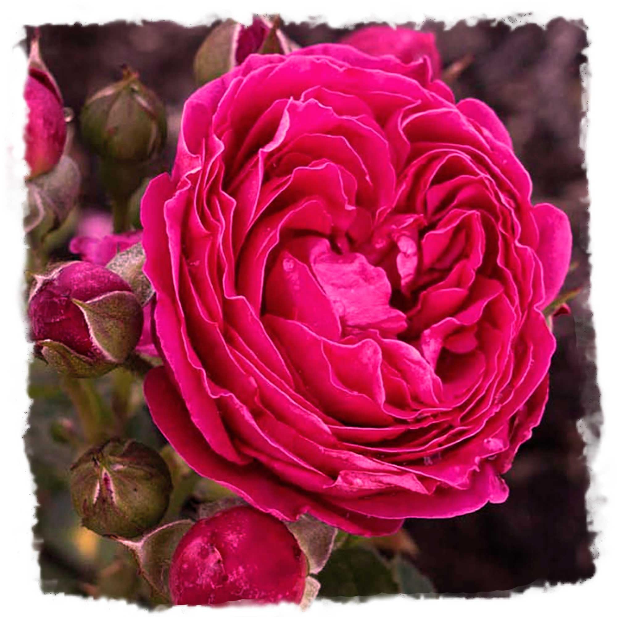 Amazon.com : Powerpuff Pink Rose 1.5 Gallon Potted Live Plant, Non