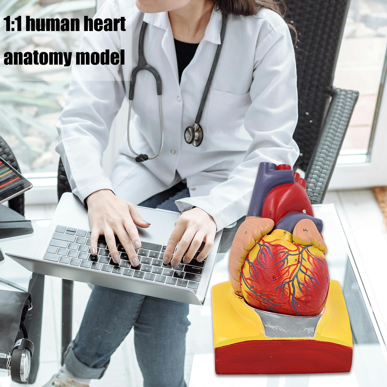 Herzmodell, menschliches Herz, anatomisches Modell, einfach zu bedienende medizinische Lehrhilfe, nummerierte medizinische Medizin, menschliche Anatomie für Labor, Lehrkrankenhaus