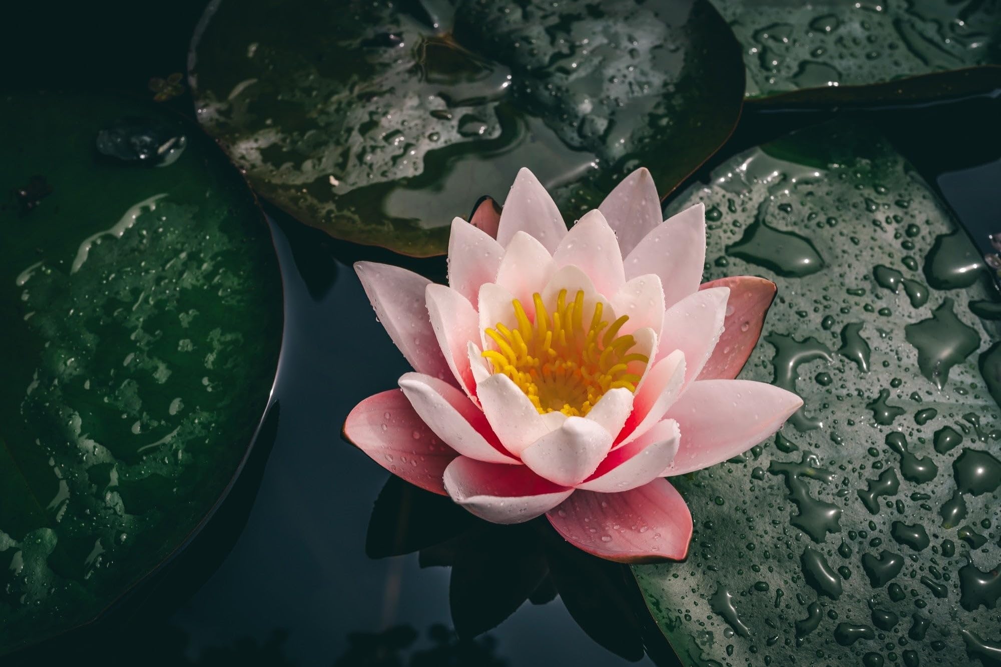 Lincsplants - Nymphaea 'Colorado'-Potted