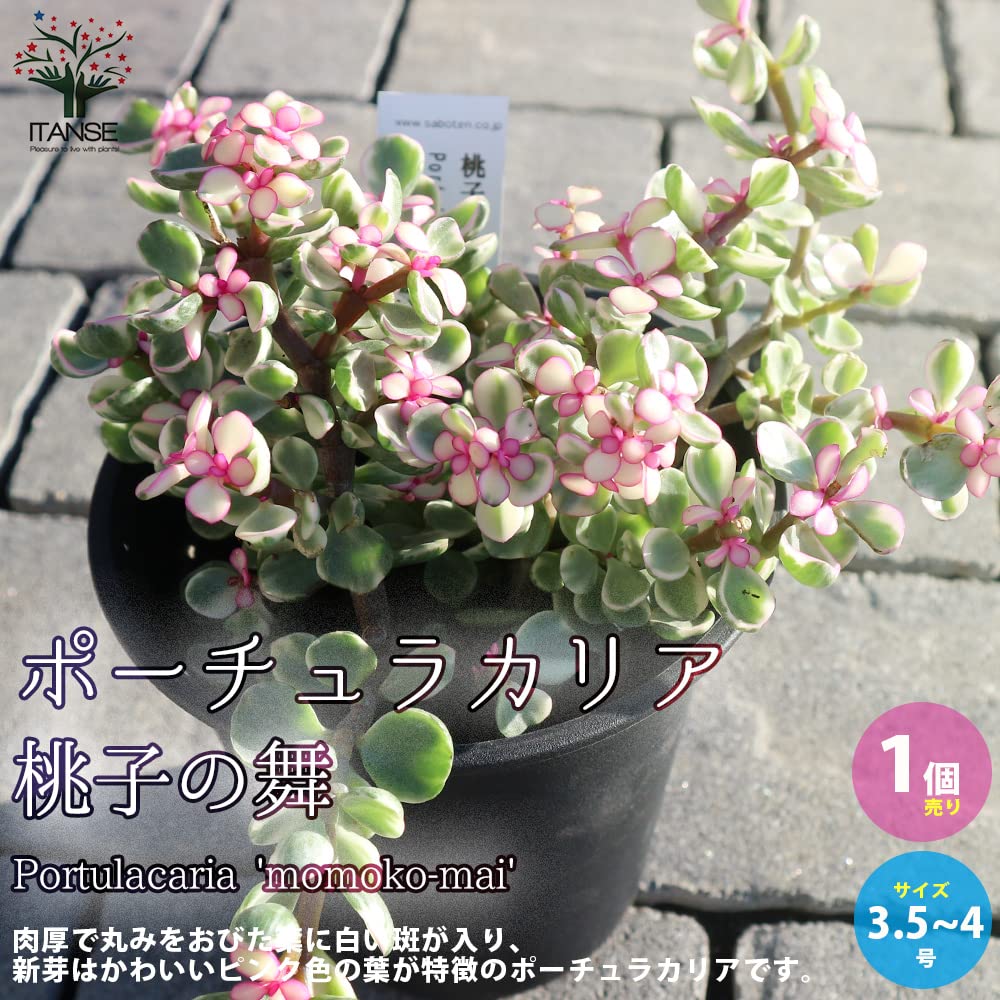 Amazon.co.jp: ポーチュラカリア・桃子の舞(ももこのまい) 3.5～4号