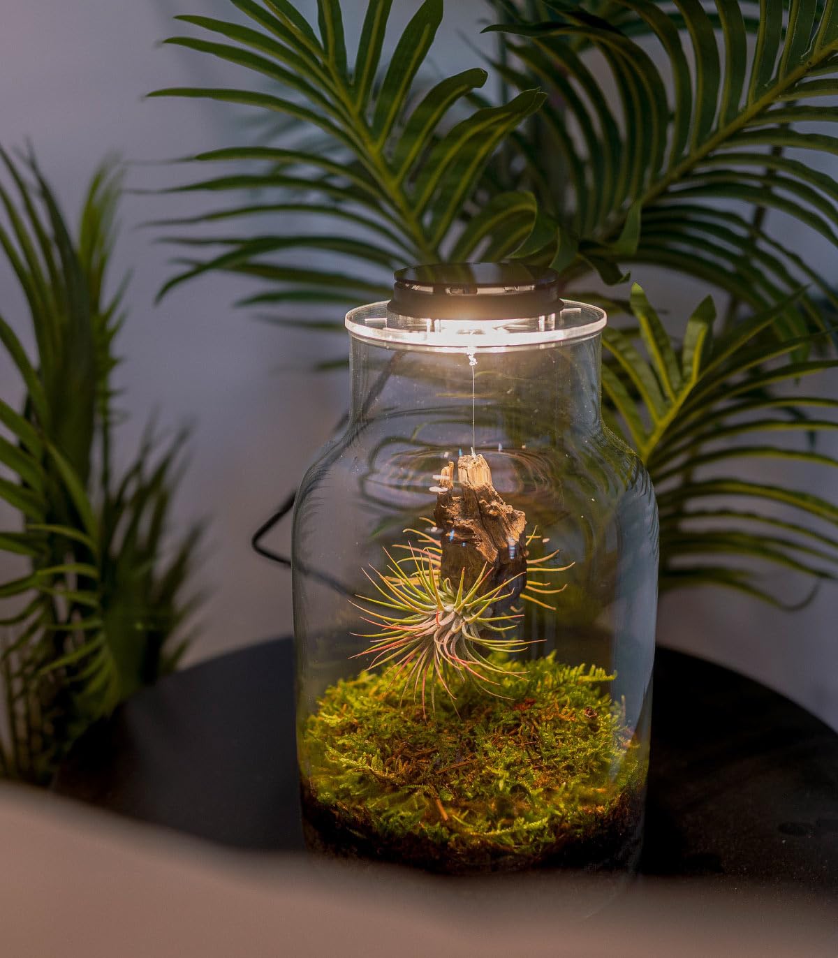 Terrarium Plantes d'Air Jardin Éternel MAKU en Verre Transparent avec Couvercle et Éclairage LED | Kit de Jardin en Bouteille Tout Compris pour Plantes d'Air Naturelles en Racine d'Olivier, 27 cm x 17