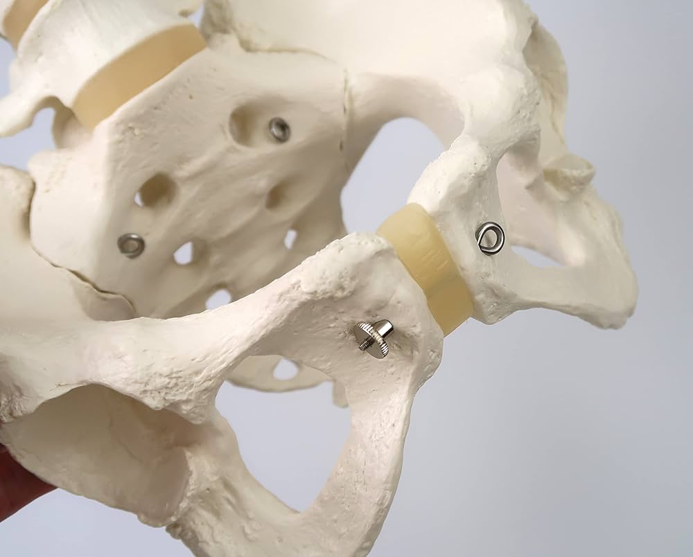 ☆人体模型☆ 骨格模型　模型　骨盤 3B Scientific GmbH 3B Scientific™ Adult Human Skeleton - includes 3B Smart