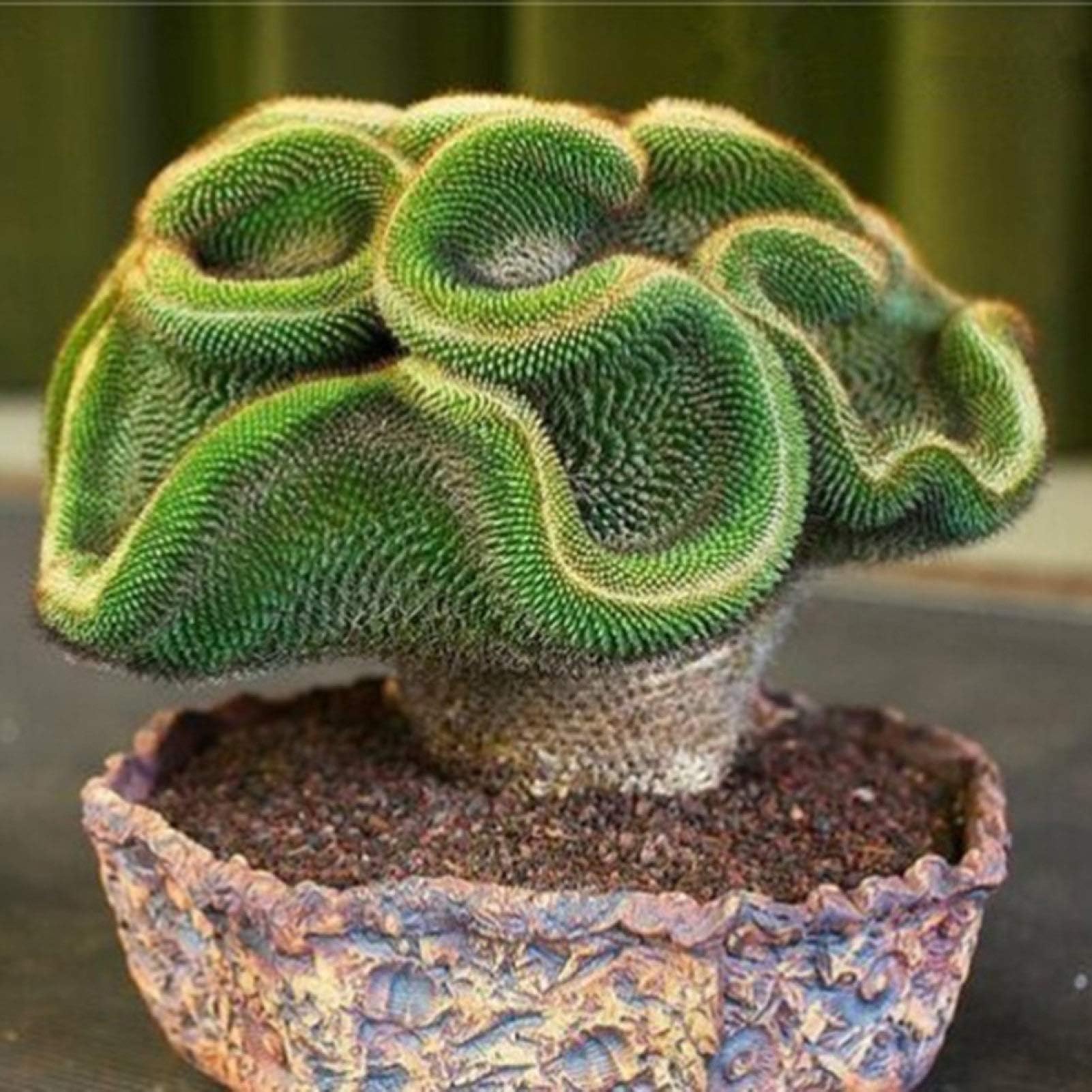 KOqwez33 Seeds Plant for Garden Decoration,30/60Pcs Rare Cactus Seeds Succulent Plant Home Office Ornament Bonsai Decor - 60pcs Cactus Seeds