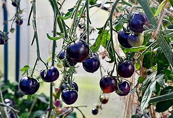 Amazon.com : Rare Purple Blue Indigo Rose Tomato About 20