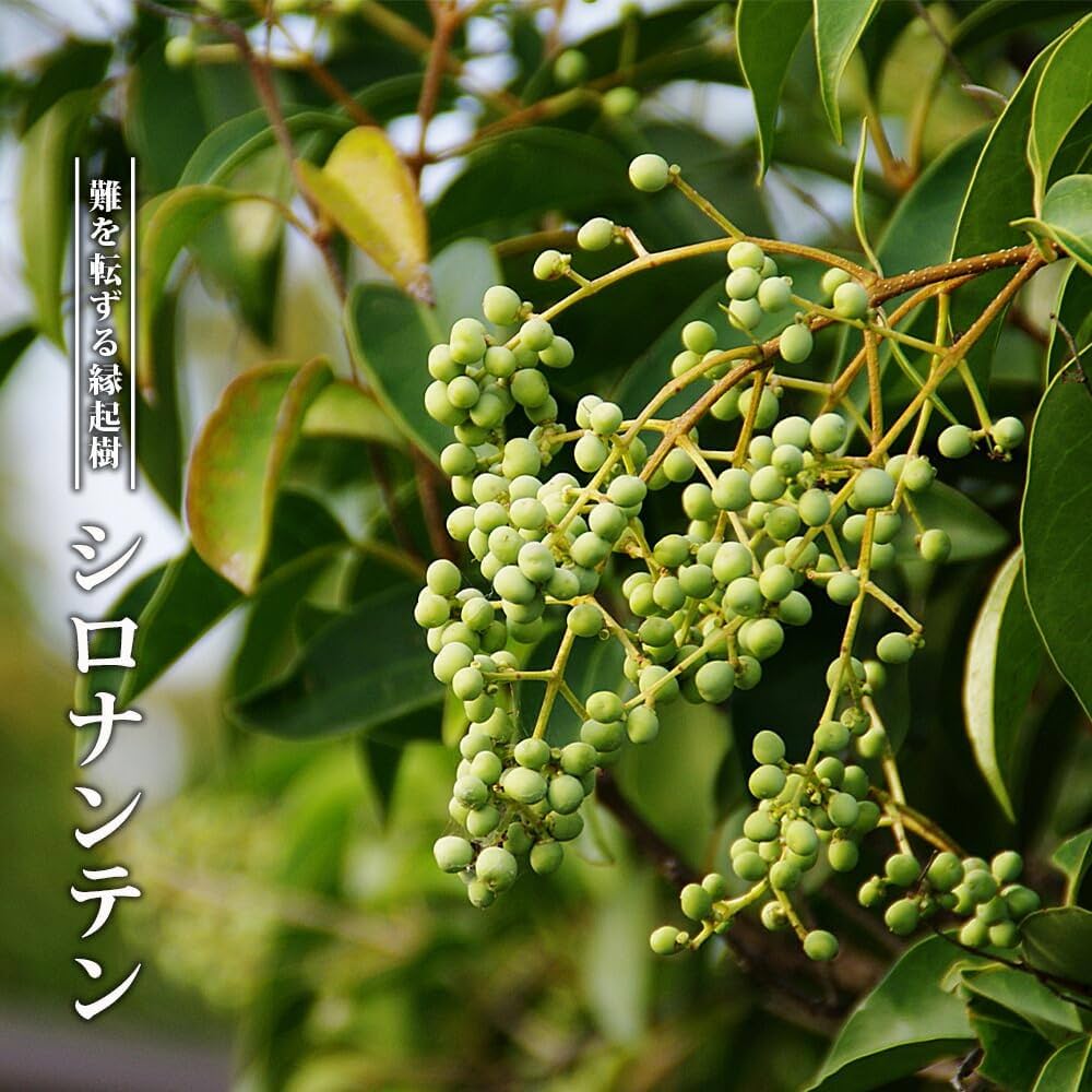 Amazon | シロナンテン 根巻き苗 庭木 常緑樹 生垣 目隠し 低木