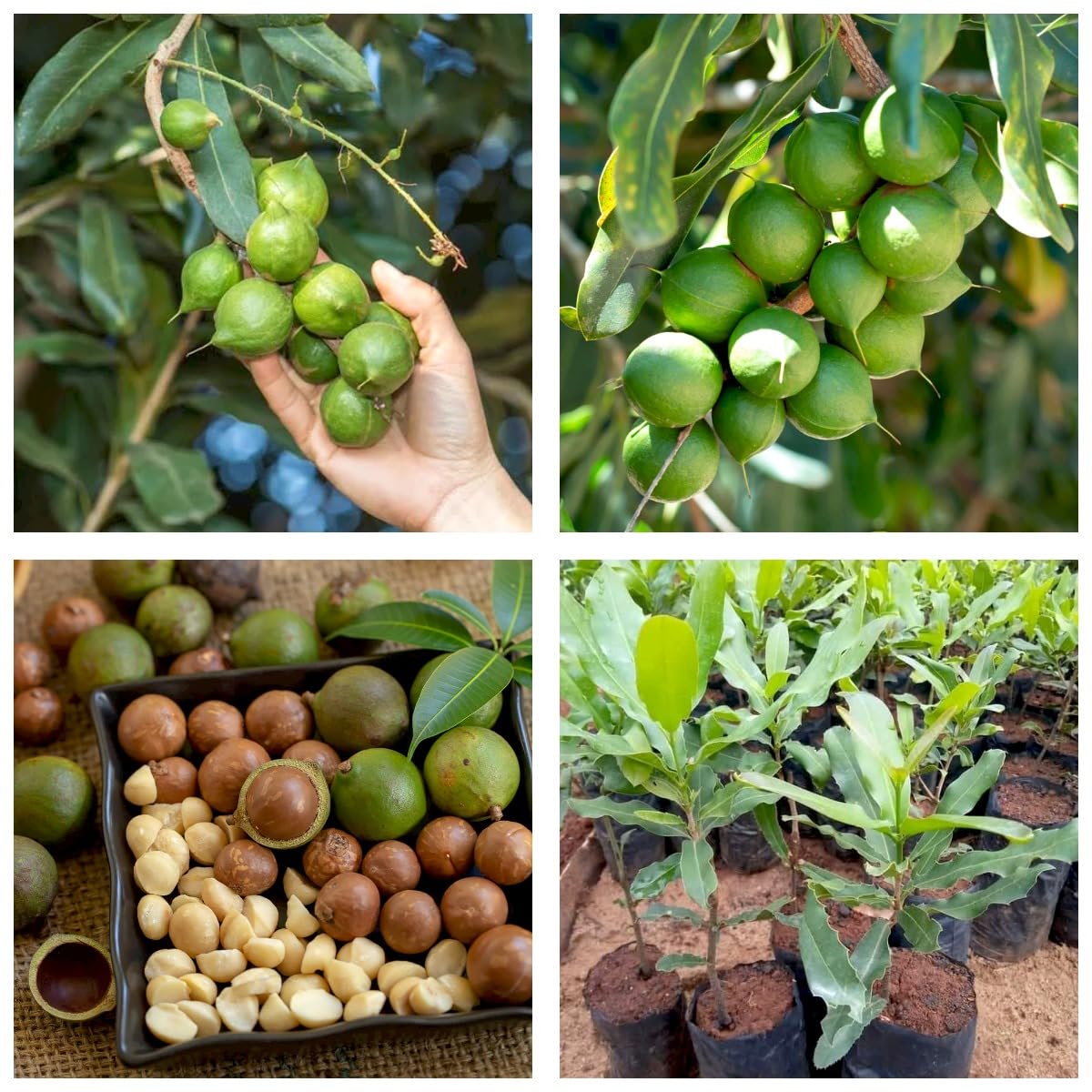 Online Plant Bazar World Costly Macadamia Nut Live Plant For Outdoor Living Plant Height (7 Inch-10 Inch) (B0D2P5TCBK) Amazon Price History, Amazon Price Tracker