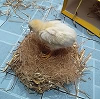 Vista 4 de Fibra de coco, 4.5 oz. Ropa de cama cómoda para pájaros y animales pequeños, material nido para construcción de nidos, escondites, plantas