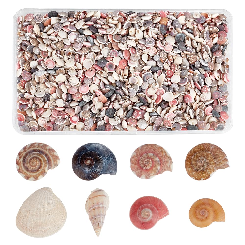 Amazon.com: PH PandaHall Tiny Sea Shells, 190g Colorful