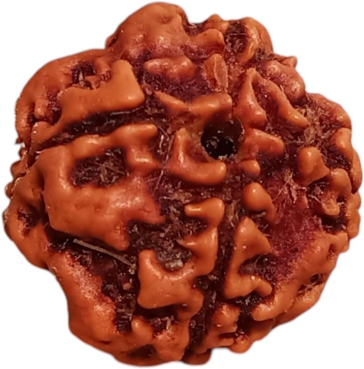 4 Mukhi Rudraksha Bead from Nepal – Lab Certified Natural Four Face Rudraksh for Meditation, Positive Energy & Spiritual Growth – Original Nepali Rudraksha for Daily Puja & Healing Use