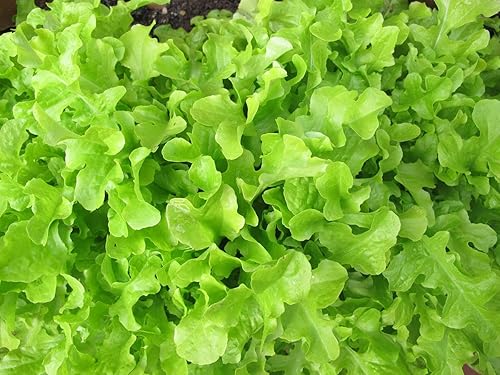 Miniatura 7 de Semillas de hoja de interior lechuga cuatro estaciones todo el año vegetal reliquia para plantar sin OMG