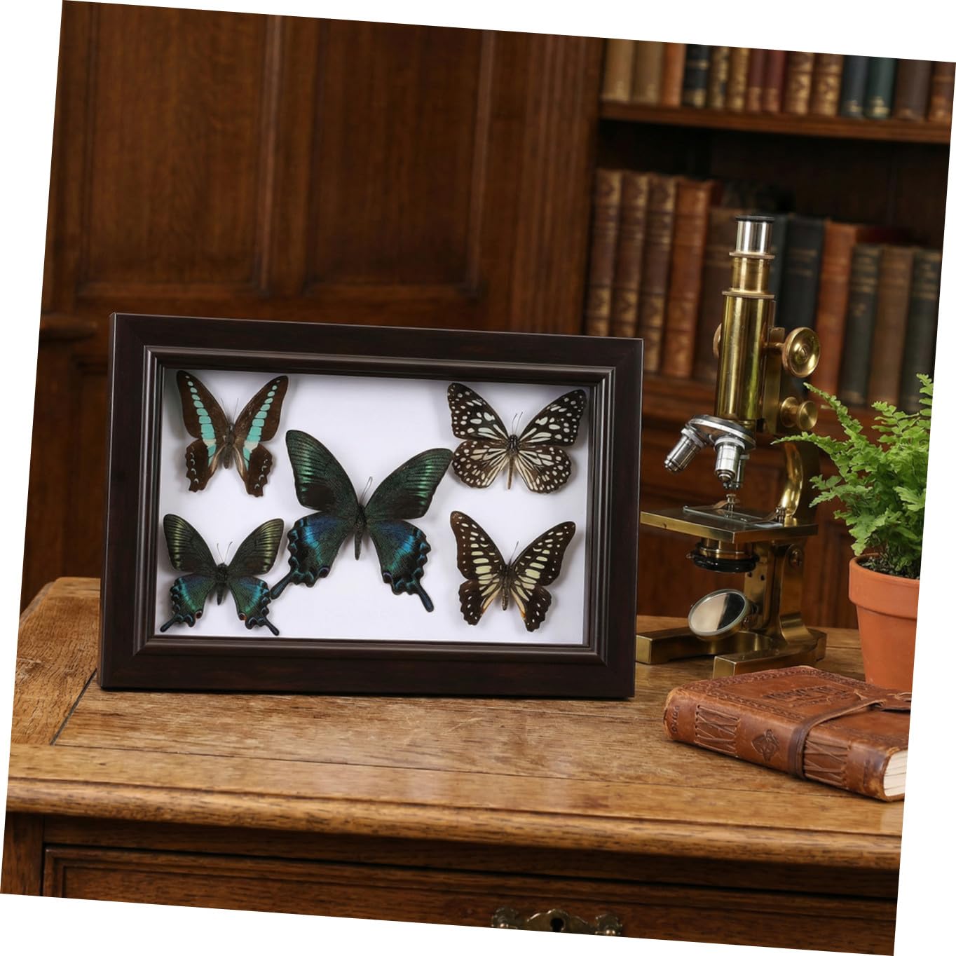 KOMBIUDA Marco de Madera para Mariposas con Espécimen Real, Decoración de Pared y Escritorio, Accesorio para Fotografía, Adecuado para Coleccionistas y Decoración de Sala de Estar