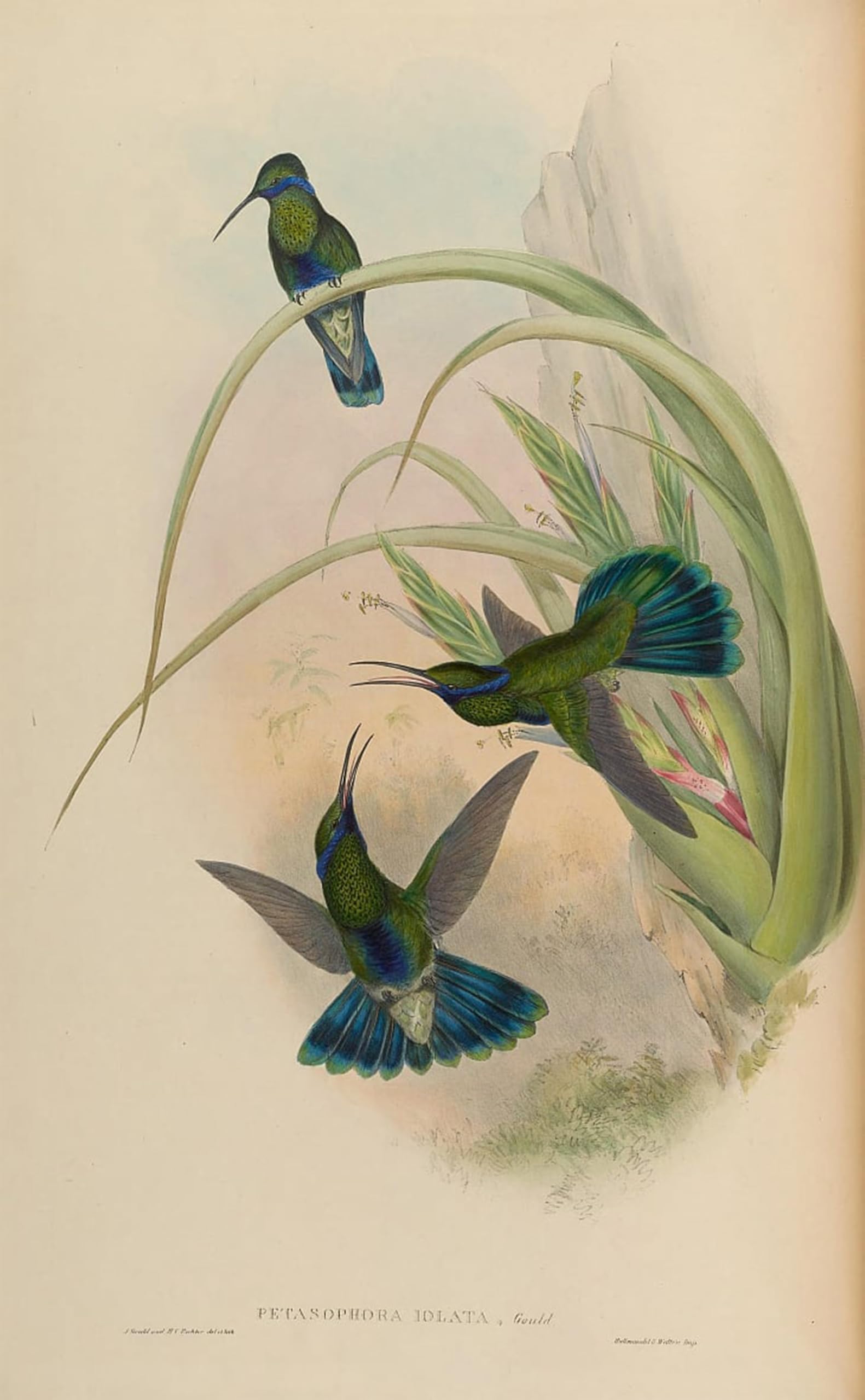 SERENDIPITP Aesthetic Poster Photo Wall Print Retro Picture Animal Bird Petasophora Iolata Coruscans Iolatus by John Gould Modern Wall Artwork for Home Decor 60x90cm