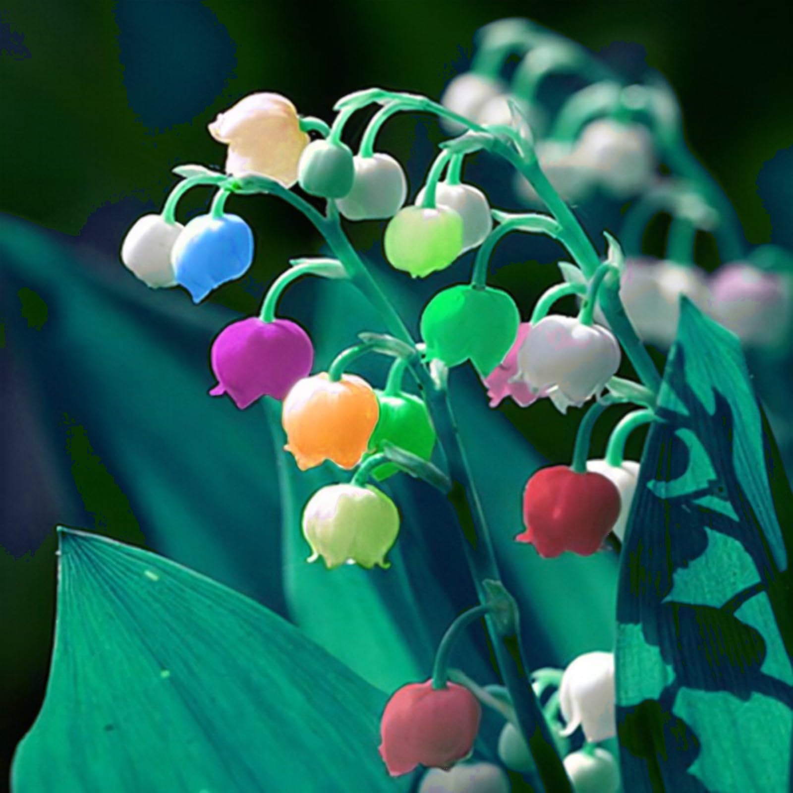 Lily of The Valley Bulbs Mix for Planting Now UK/Cut Flowers/Greening Flower/Strong Plants That Grow Well/Good for Containers/Natural Organic/Wedding Flowers.-10Bulbs-D