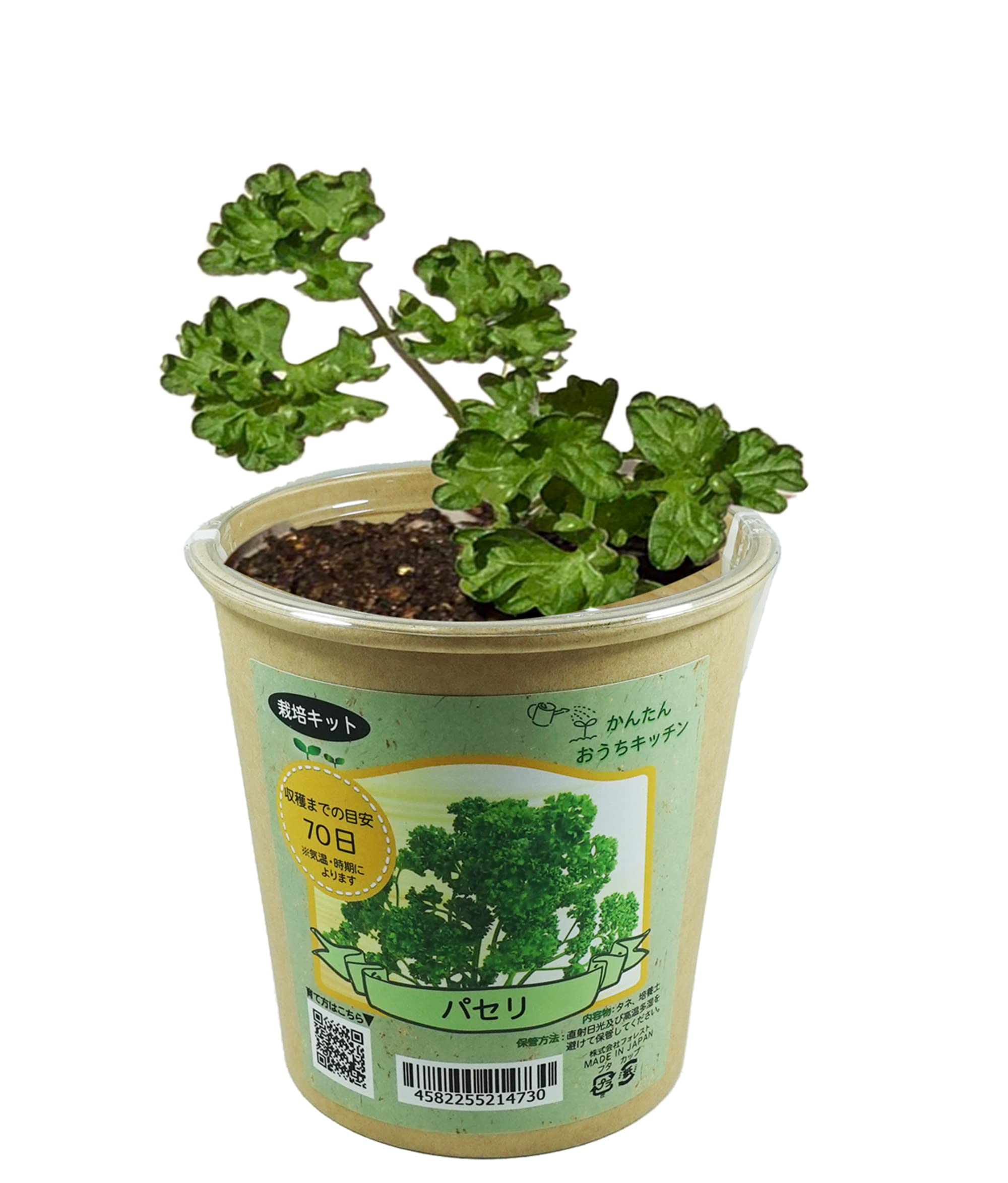 Amazon | フォレスト(Forest) かんたんおうちキッチン パセリ