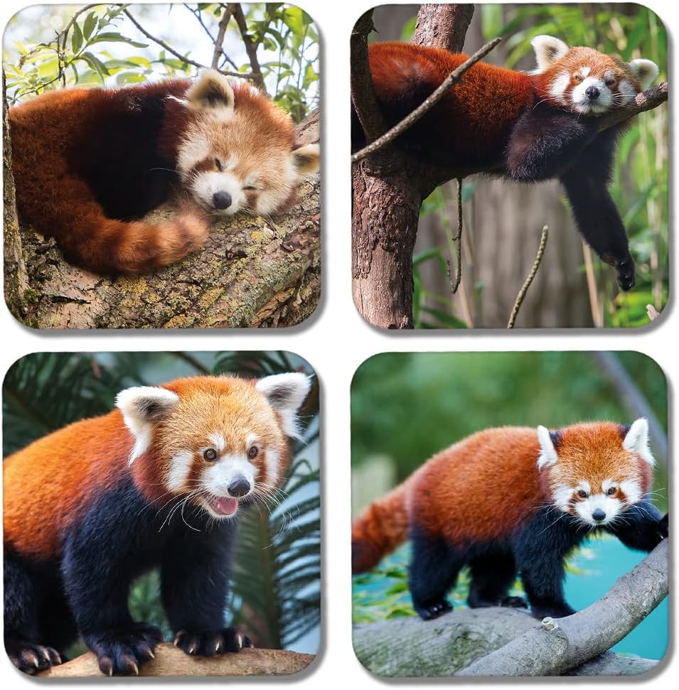 DV DESIGN 4 x Square Red Panda Coasters - Animals Lesser Pandas Bear Lazy Coaster Gift #77890