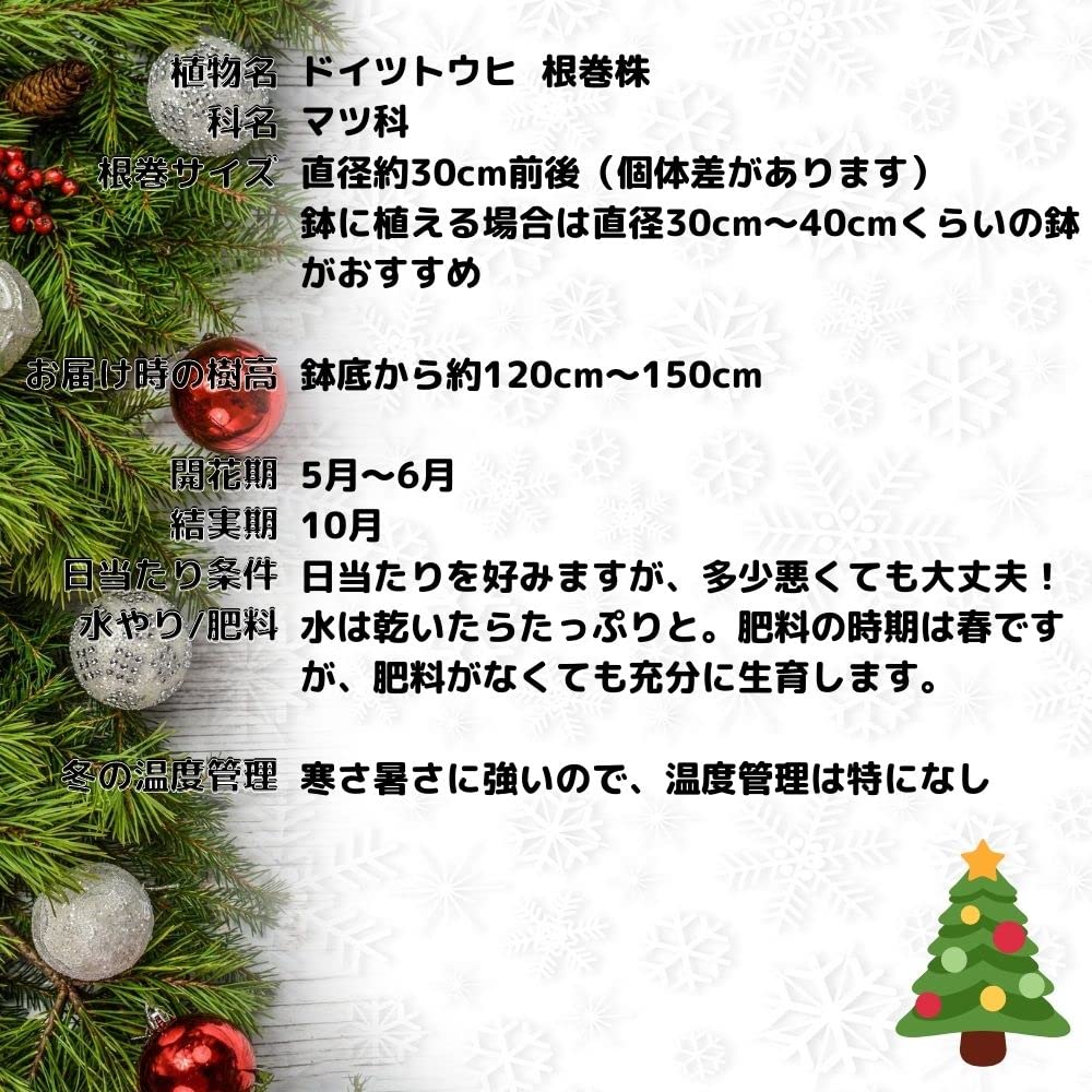 ドイツトウヒ 苗木 100cm❗オウシュウトウヒ クリスマスツリー モミノキ ドイツトウヒ 苗木 100cm❗オウシュウトウヒ クリスマスツリー